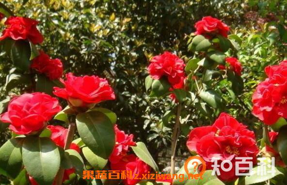 山茶花的功效与作用 山茶花的美容功效