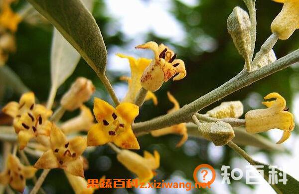 沙枣花的功效与作用 沙枣花的禁忌