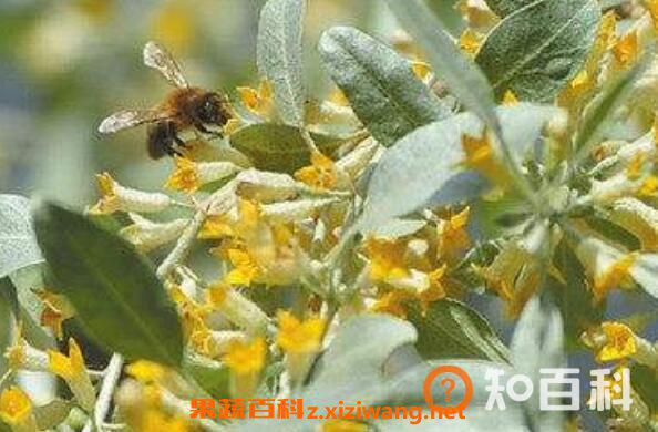 沙枣花的功效与作用 沙枣花的禁忌