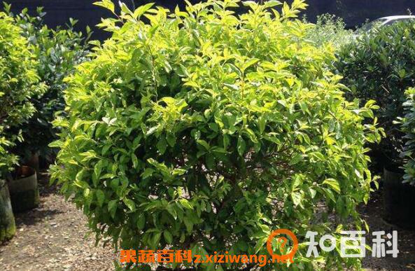 黄金叶怎么养 绿植黄金叶的养护管理