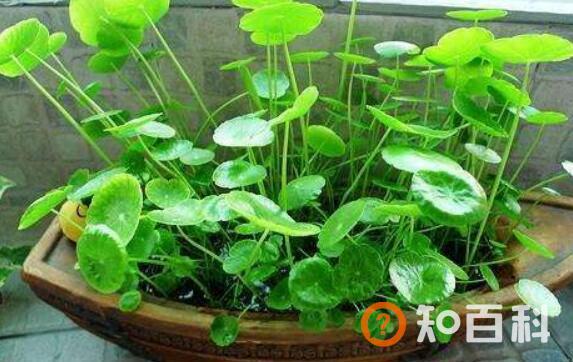 铜钱草有什么作用 铜钱草的风水作用