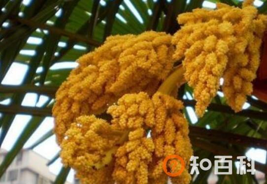 棕榈花怎么吃 棕榈花的食用方法