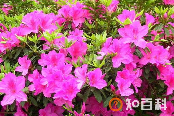 杜鹃花的养殖方法和注意事项有哪些