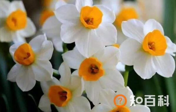 水仙花怎么种植方法 水仙花的养殖方法