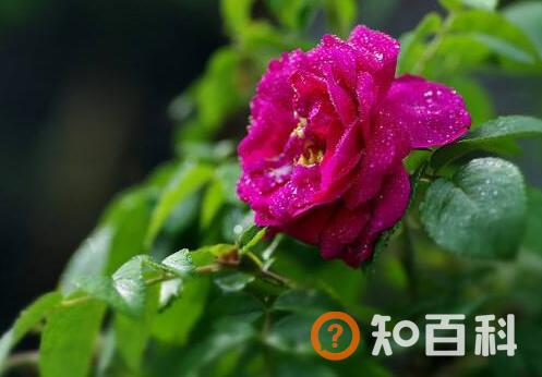 玫瑰花和刺梅花的区别 玫瑰花的功效