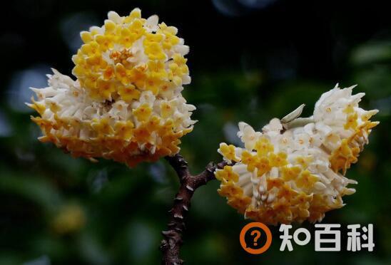 结香花泡水喝的功效与作用
