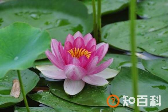 荷花与莲花有什么区别 荷花的功效与作用