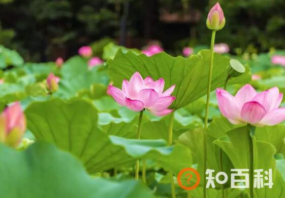 荷花与莲花有什么区别 荷花的功效与作用