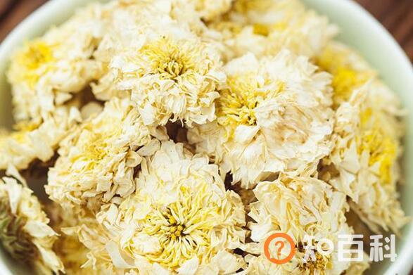 贡菊的功效与作用及禁忌