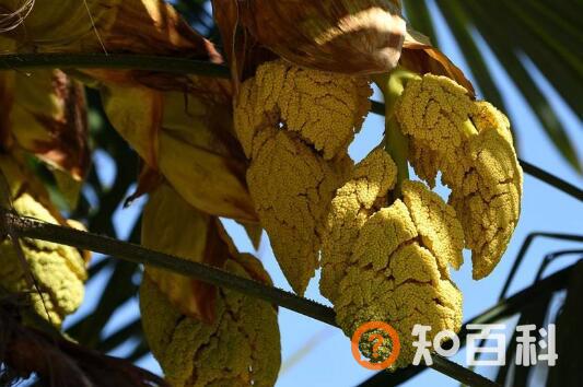 棕榈花怎么吃 棕榈花的食用方法