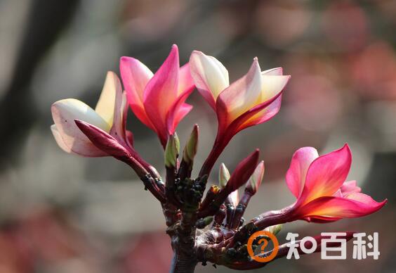 沙漠玫瑰怎么养活 沙漠玫瑰如何憋根