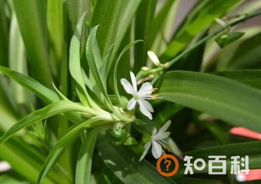 吊兰的功效与作用及药用价值