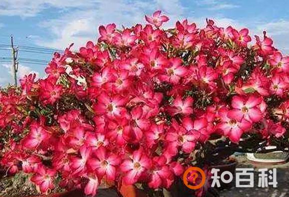 沙漠玫瑰怎么养活 沙漠玫瑰如何憋根