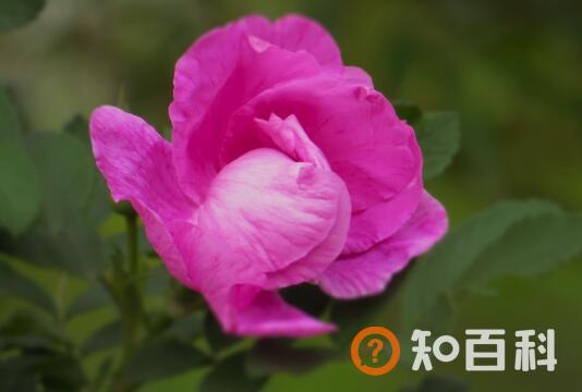 玫瑰花和刺梅花的区别 玫瑰花的功效