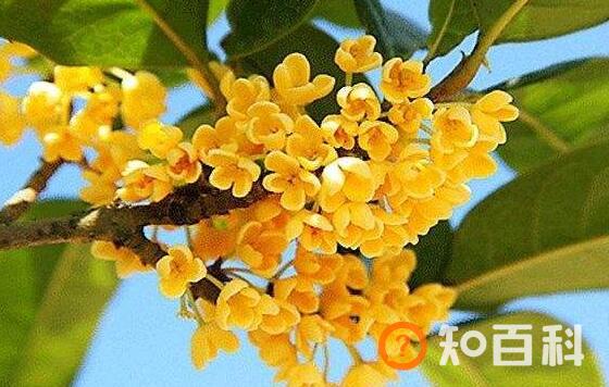 桂花的养殖方法和注意事项有哪些