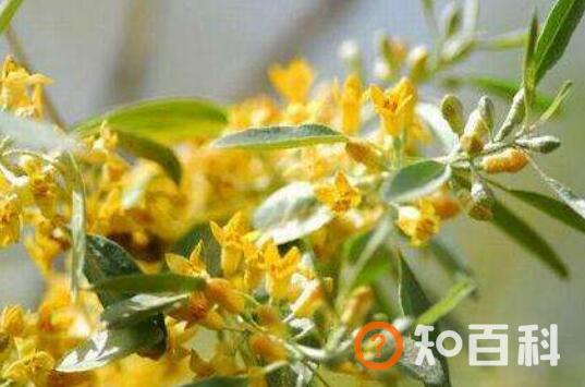 沙枣花的功效与作用