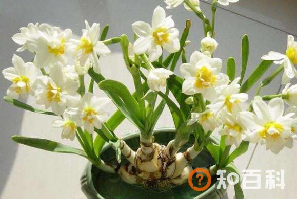 水仙花怎么种植方法 水仙花的养殖方法