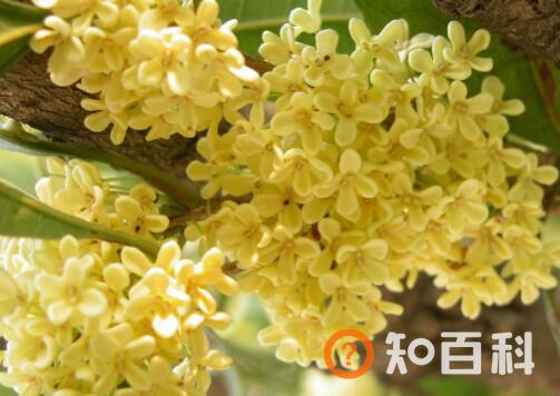 桂花的养殖方法和注意事项有哪些