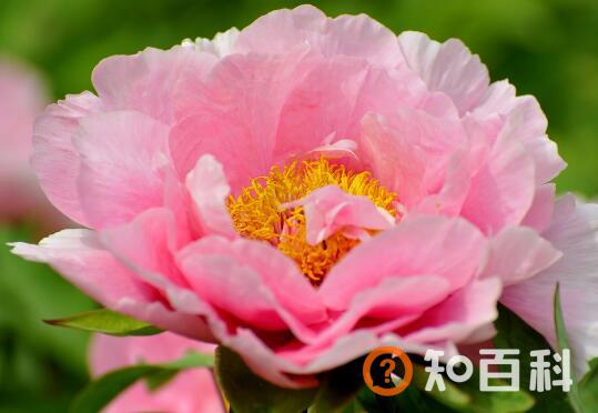 牡丹花泡水有什么功效 牡丹花泡水的功效与好处