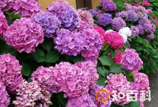 绣球花的养殖方法和注意事项有哪些