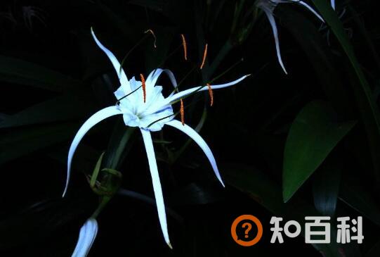 蜘蛛花的功效与作用