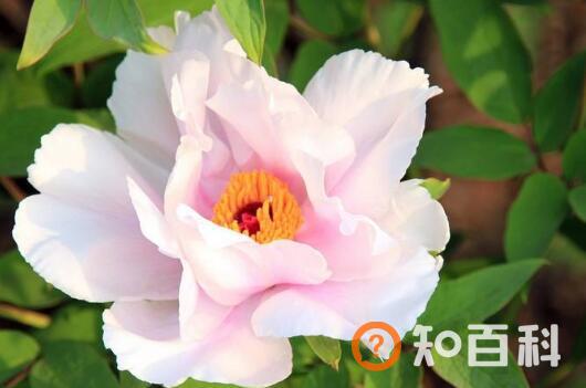 牡丹花泡水有什么功效 牡丹花泡水的功效与好处