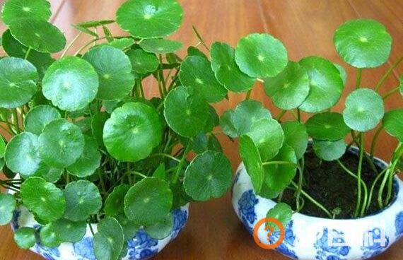 铜钱草有什么作用 铜钱草的风水作用