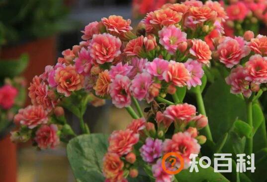长寿花的养殖方法 长寿花为什么致癌