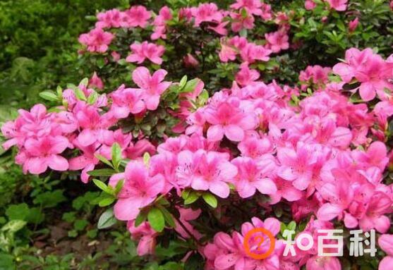 杜鹃花的养殖方法和注意事项有哪些