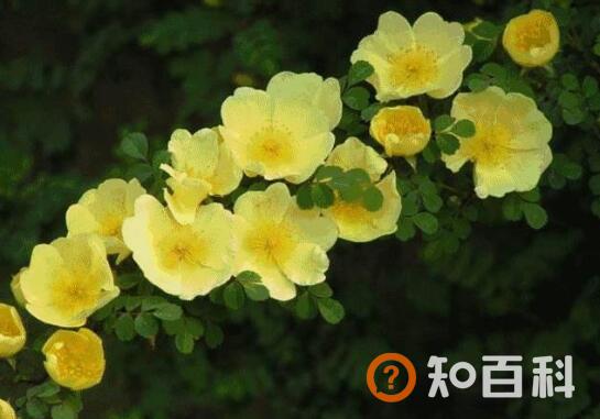 野玫瑰的功效与作用及禁忌