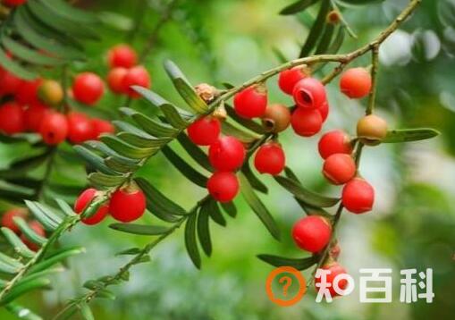 红豆杉树叶有什么作用与功效