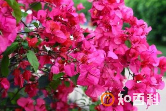三角梅怎么养才开花好 三角梅用办法开花最快