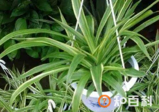 吊兰的功效与作用及药用价值
