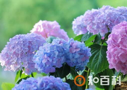 绣球花怎么养殖 绣球花的扦插方法