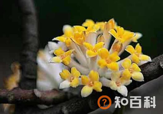 结香花的风水和禁忌