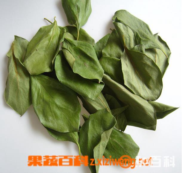 柿子叶茶图片 柿子叶茶的功效与作用