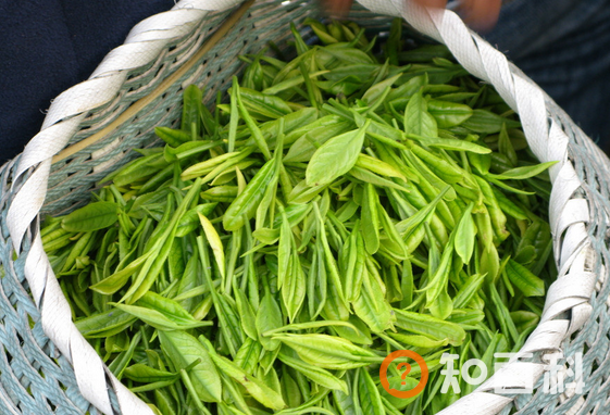 绿茶怎么保存 绿茶的保存方法
