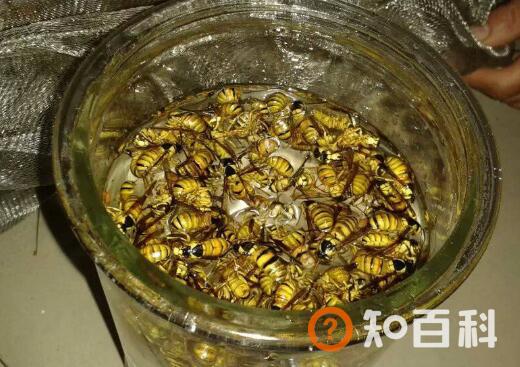 黑地蜂泡酒的功效与作用