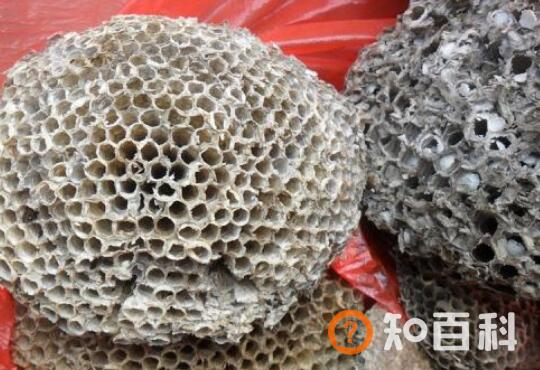 干蜜蜂的功效与作用