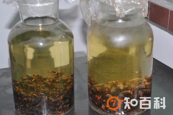 地龙蜂酒的功效与作用