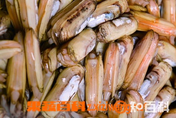 蛏子的功效与作用 吃蛏子的好处