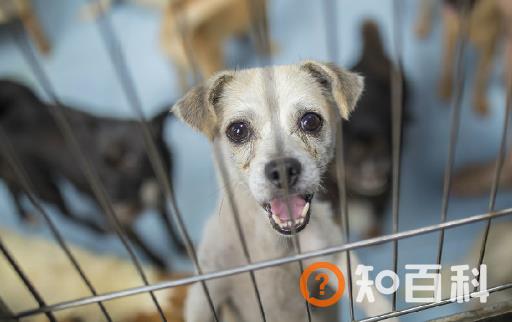 认识狂犬病 多一份认知就少点恐慌