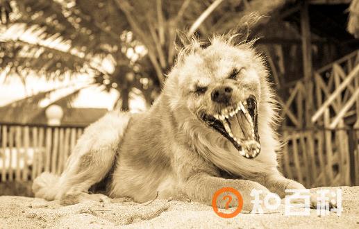 认识狂犬病 多一份认知就少点恐慌