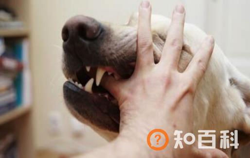认识狂犬病 多一份认知就少点恐慌