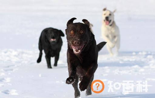 认识狂犬病 多一份认知就少点恐慌