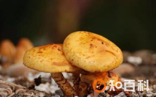 食物中毒病因 日常生活中防止食物中毒的方法