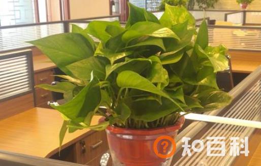白领上班可养生的八个方法 上班族一天三餐的养生学