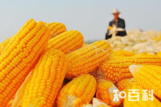 ​中老年人吃玉米益处多 玉米四功效大揭秘