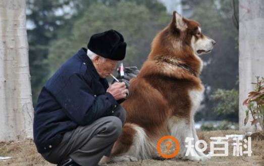 养个宠物 对老人的心理和心情都是十分有益