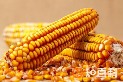 ​中老年人吃玉米益处多 玉米四功效大揭秘